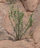 Zygophyllum gontscharovii