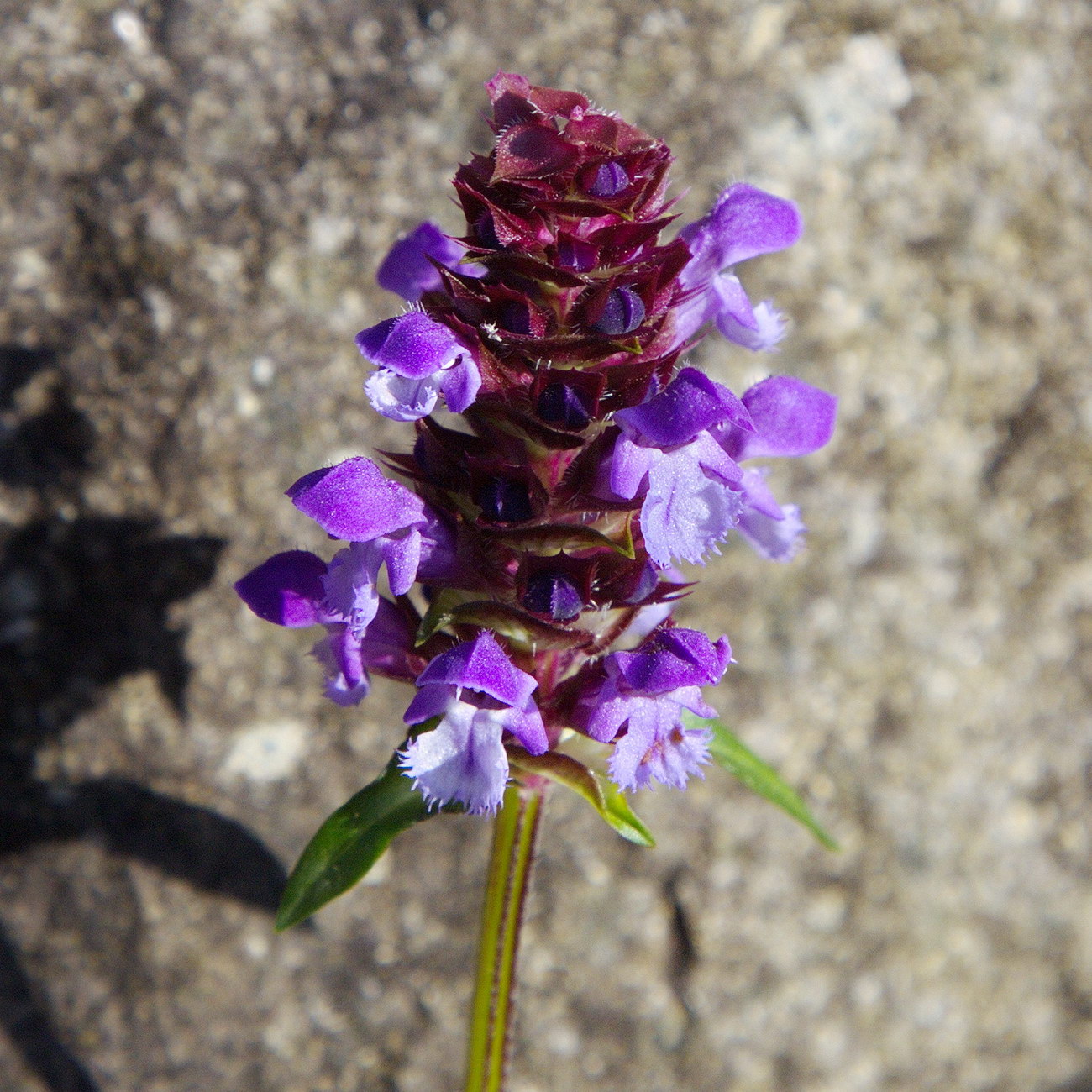 Image of Prunella vulgaris specimen.