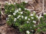 род Galium