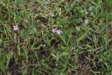 род Erodium. Цветущие растения. Грузия, край Самцхе-Джавахети, окраина с. Тмогви, 100 м от оз. Цунда, луг. 18 мая 2025 г.