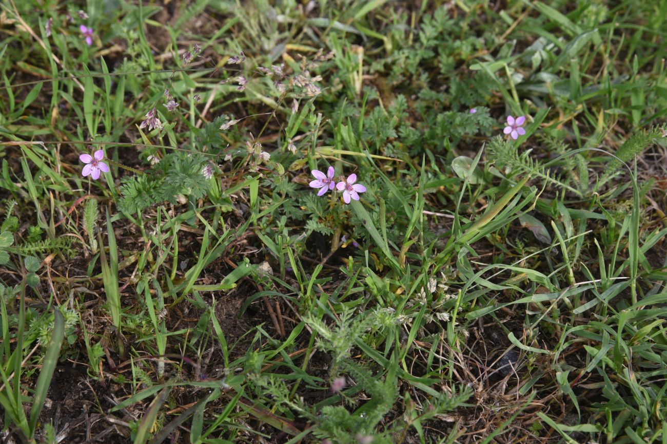 Image of Erodium cicutarium specimen.