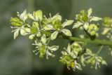 Ailanthus altissima. Часть соцветия. Крым, городской округ Ялта, окр. пгт Санаторное (Меллас), заброшенный парк. 09.06.2025.