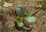 Reynoutria sachalinensis. Молодые побеги, отрастающие после зимовки. Московская обл., Раменский р-н, окр. дер. Хрипань, садовый участок. 11.06.2025.