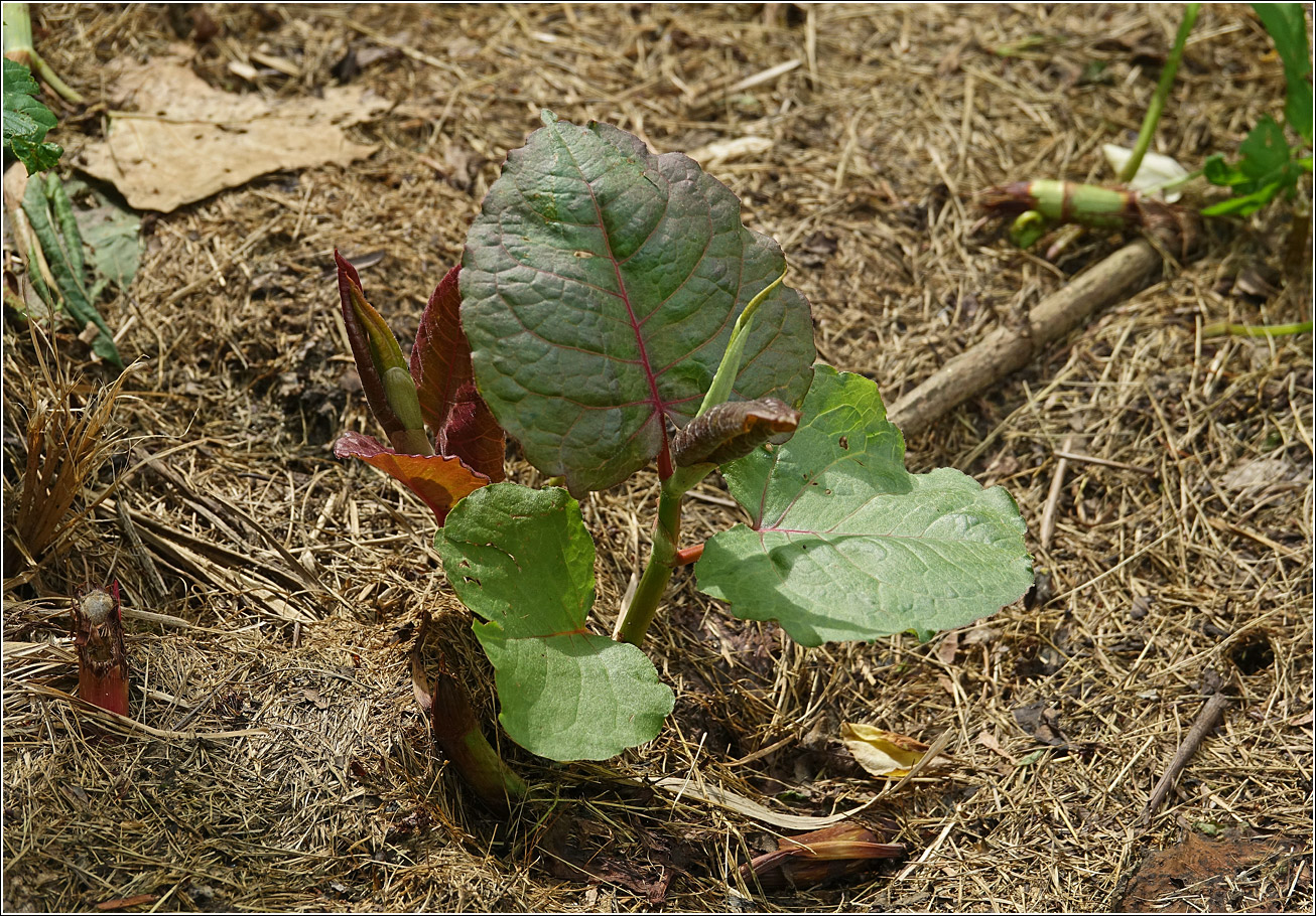 Изображение особи Reynoutria sachalinensis.