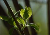 Philadelphus pubescens. Побег с молодыми листьями. Московская обл., Раменский р-н, окр. дер. Хрипань, садовый участок. 04.05.2025.