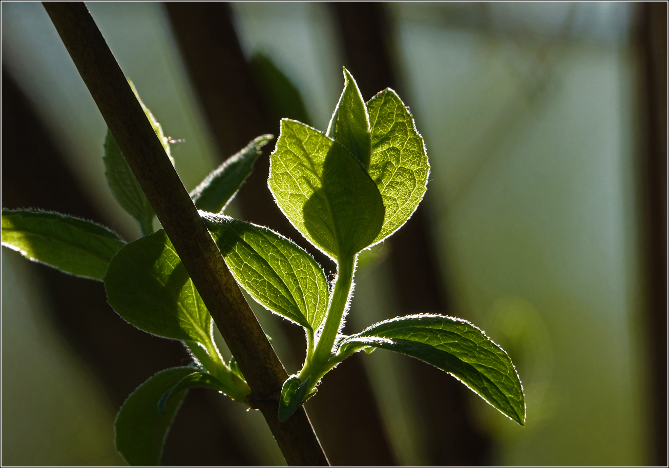 Изображение особи Philadelphus pubescens.