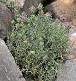Thymus longiflorus