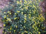 Hippocrepis valentina. Цветущее растение. Испания, Автономная область Валенсия, провинция Аликанте, природный парк Пеньал д'Ифак (Penyal d'Ifac).