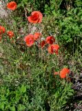 Papaver rhoeas. Цветущее и плодоносящее растение. Калининградская обл., Гурьевский р-н, пос. Некрасово, у дороги. 30.06.2025.