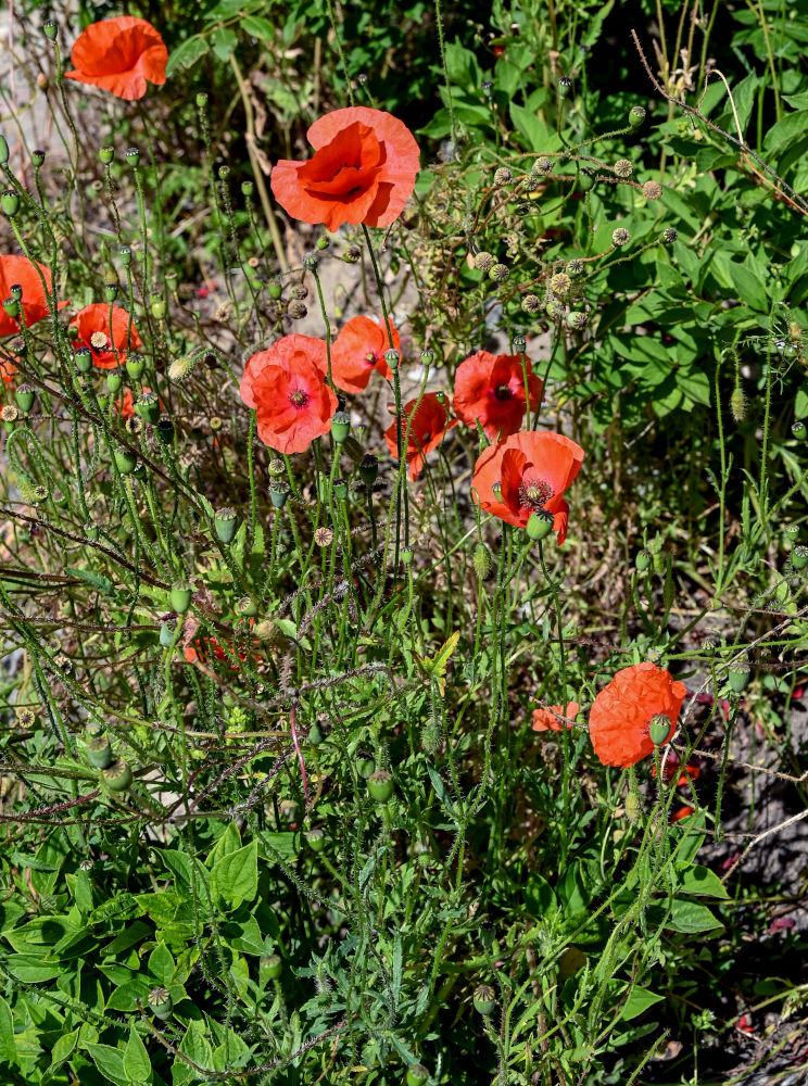Изображение особи Papaver rhoeas.