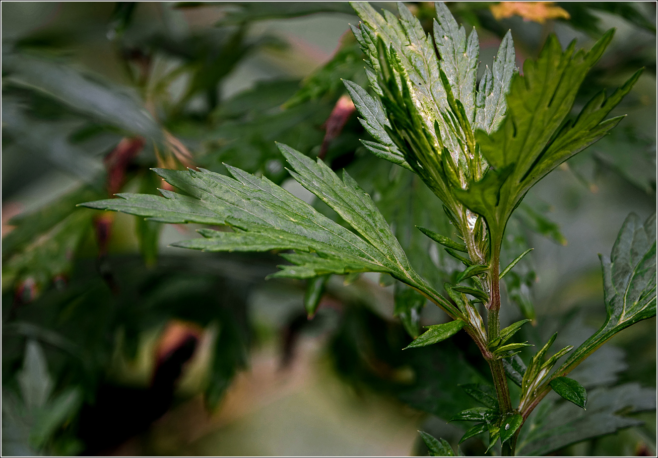 Image of Artemisia vulgaris specimen.