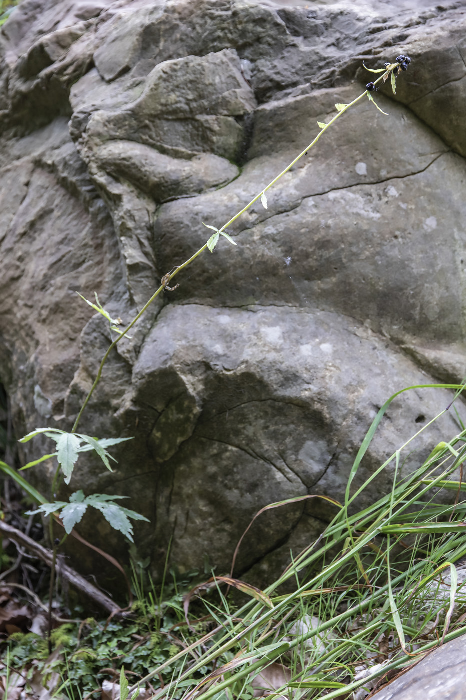 Image of Cardamine bulbifera specimen.