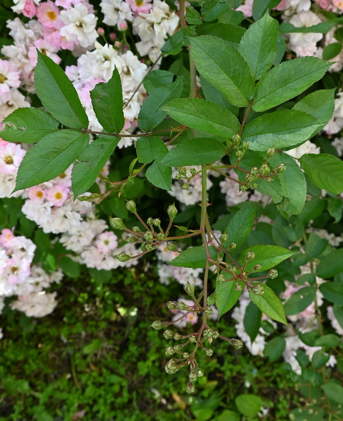 Изображение особи род Rosa.