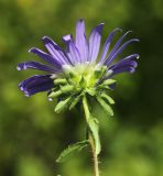 Callistephus chinensis