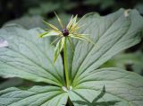 Paris quadrifolia. Верхушка цветущего растения. Пермский край, г. Пермь, Свердловский р-н, м-н Липовая Гора, сырой хвойный лес. 25.05.2025.