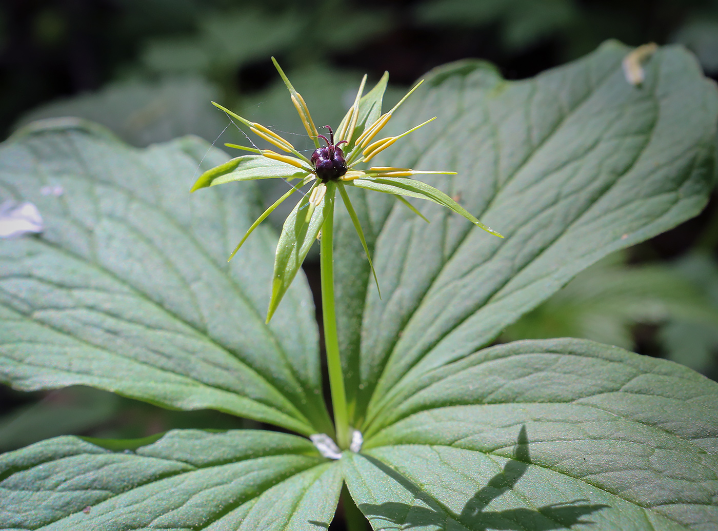 Изображение особи Paris quadrifolia.