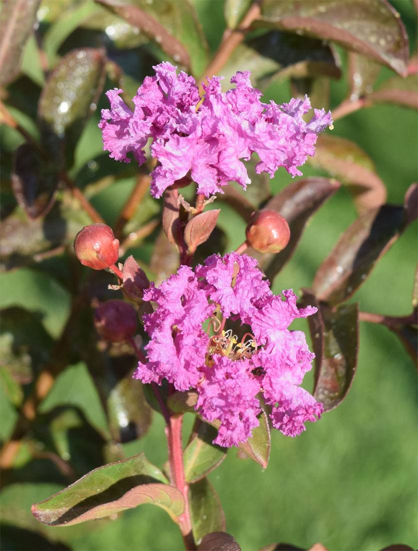 Image of Lagerstroemia indica specimen.