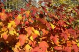 Physocarpus opulifolius. Побеги в верхней части кроны с листвой в осенней окраске. Санкт-Петербург, Дудергофские высоты, Ореховая гора, северный край грунтового стадиона, опушка широколиственного леса. 18.10.2025.
