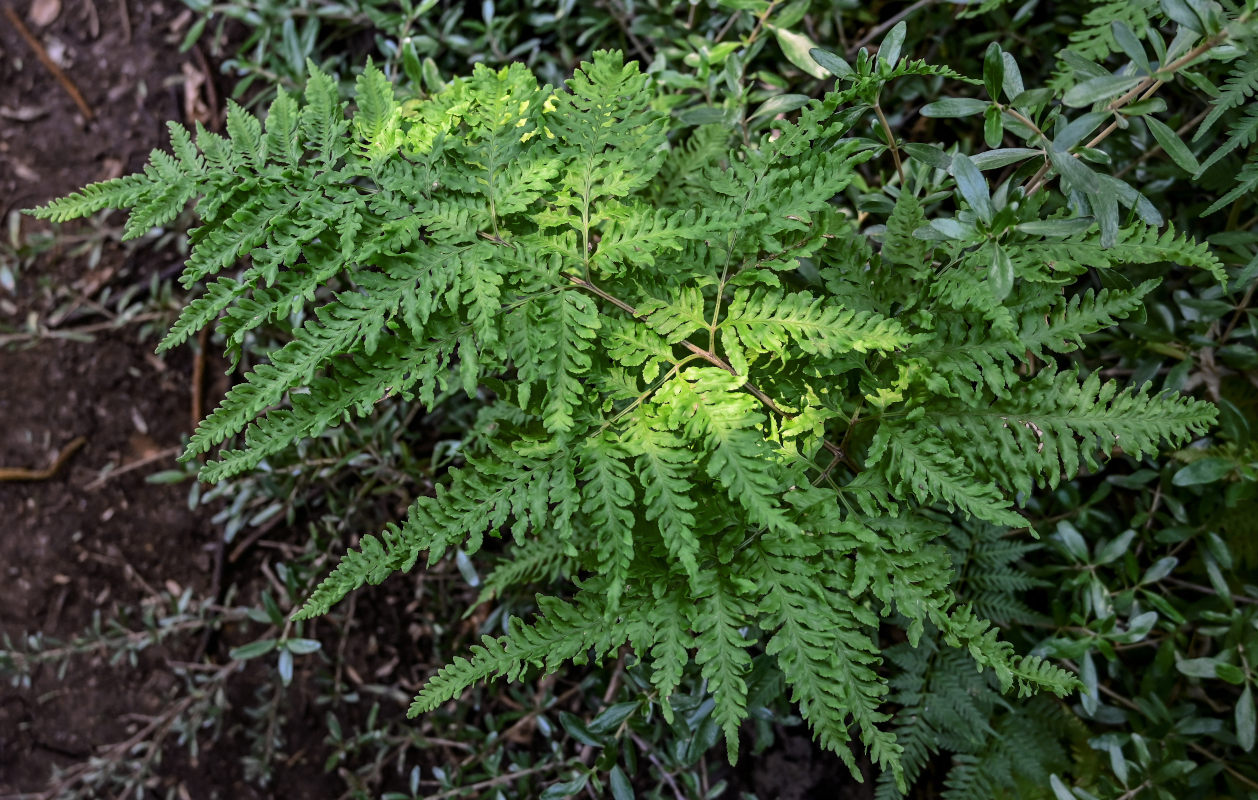 Image of Pteris tremula specimen.