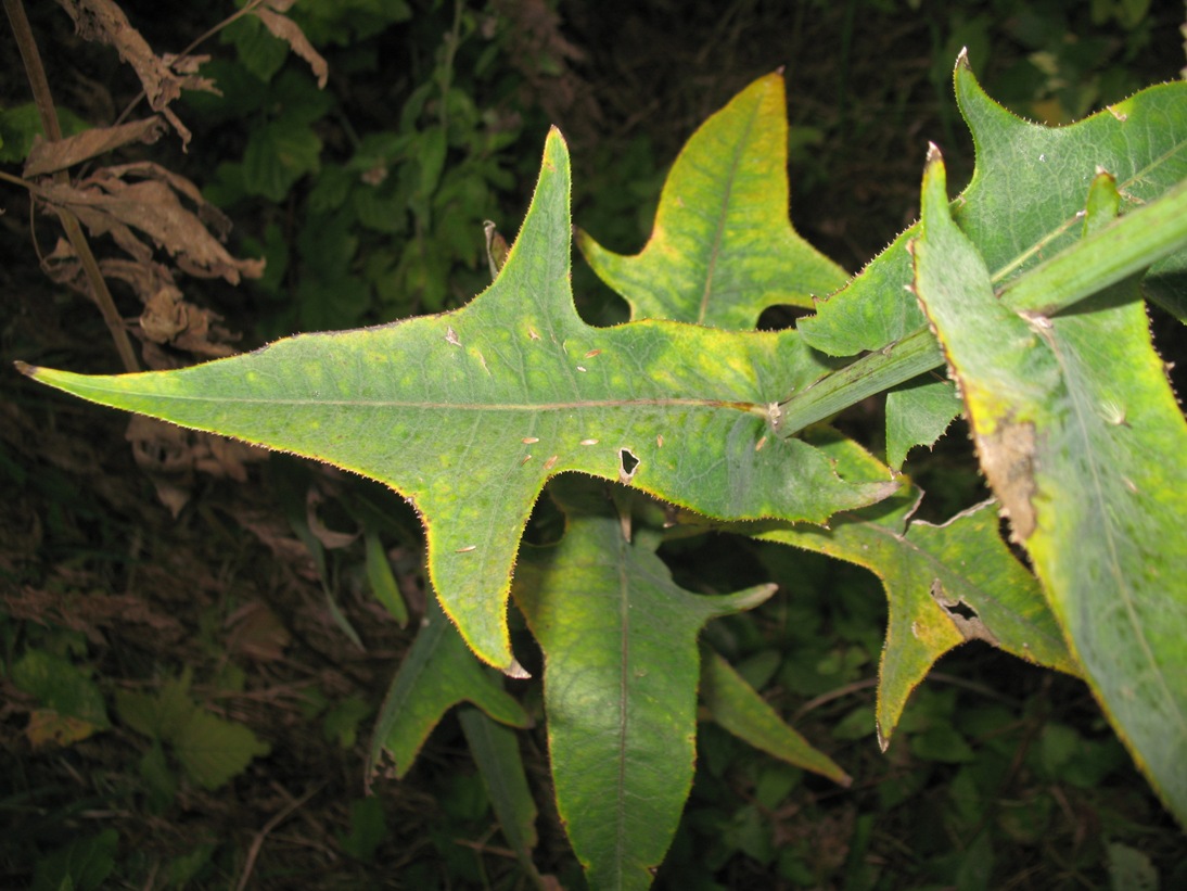 Изображение особи Sonchus palustris.