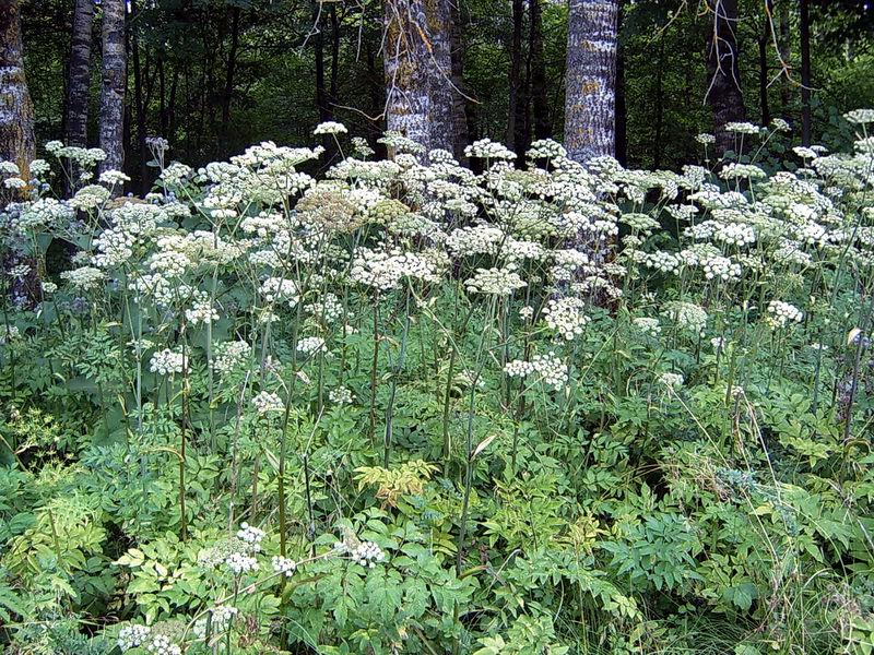 Image of Angelica sylvestris specimen.