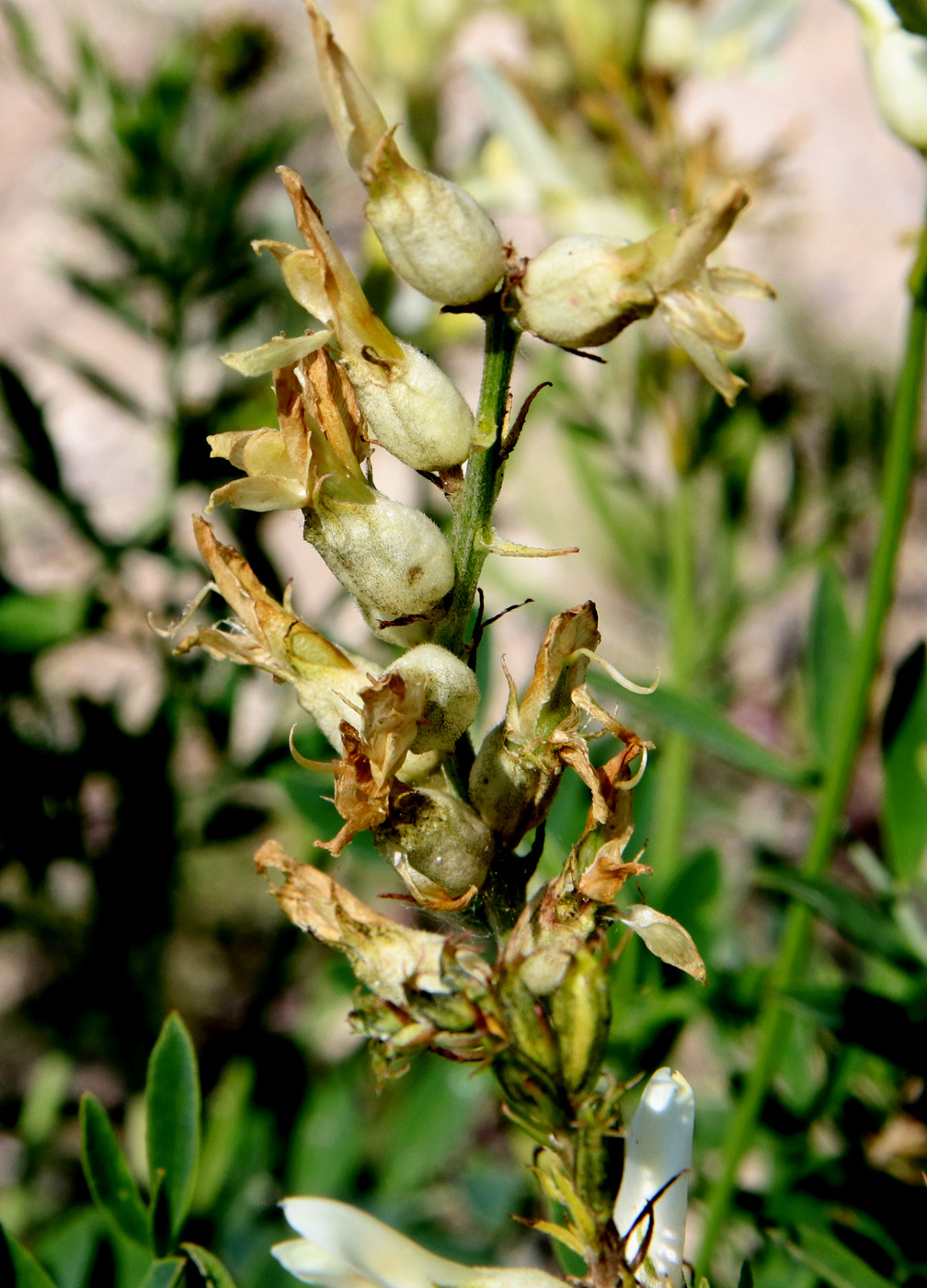 Изображение особи Astragalus albicaulis.
