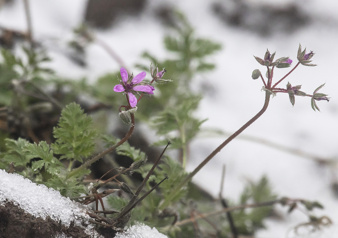 Image of Erodium cicutarium specimen.