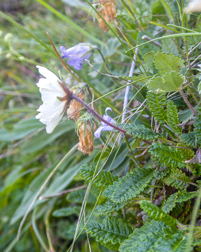 Изображение особи Dryas caucasica.