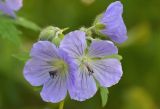 Geranium erianthum. Цветки. Камчатский край, Мильковский р-н, пр. борт дол. р. Ср. Авача, залесенный склон сопки, ≈ 790 м н.у.м., каменноберезняк. 03.07.2025.