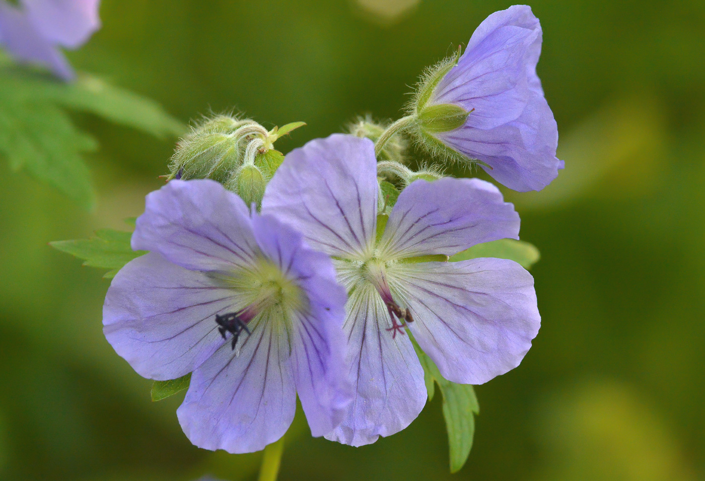 Image of Geranium erianthum specimen.