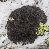 Image of taxon representative. Author is Александр Козловских