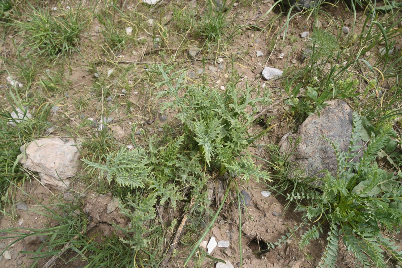 Image of Unknown species specimen.