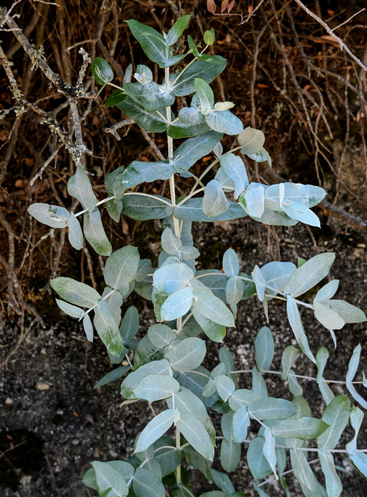 Изображение особи Eucalyptus globulus.