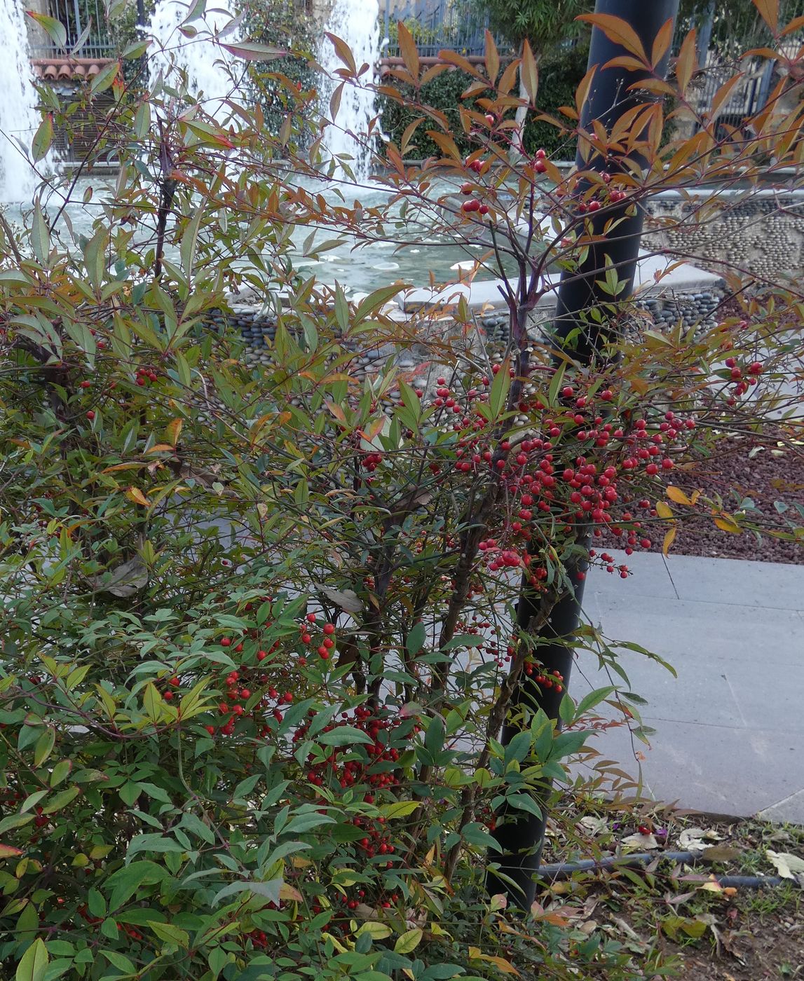 Изображение особи Nandina domestica.