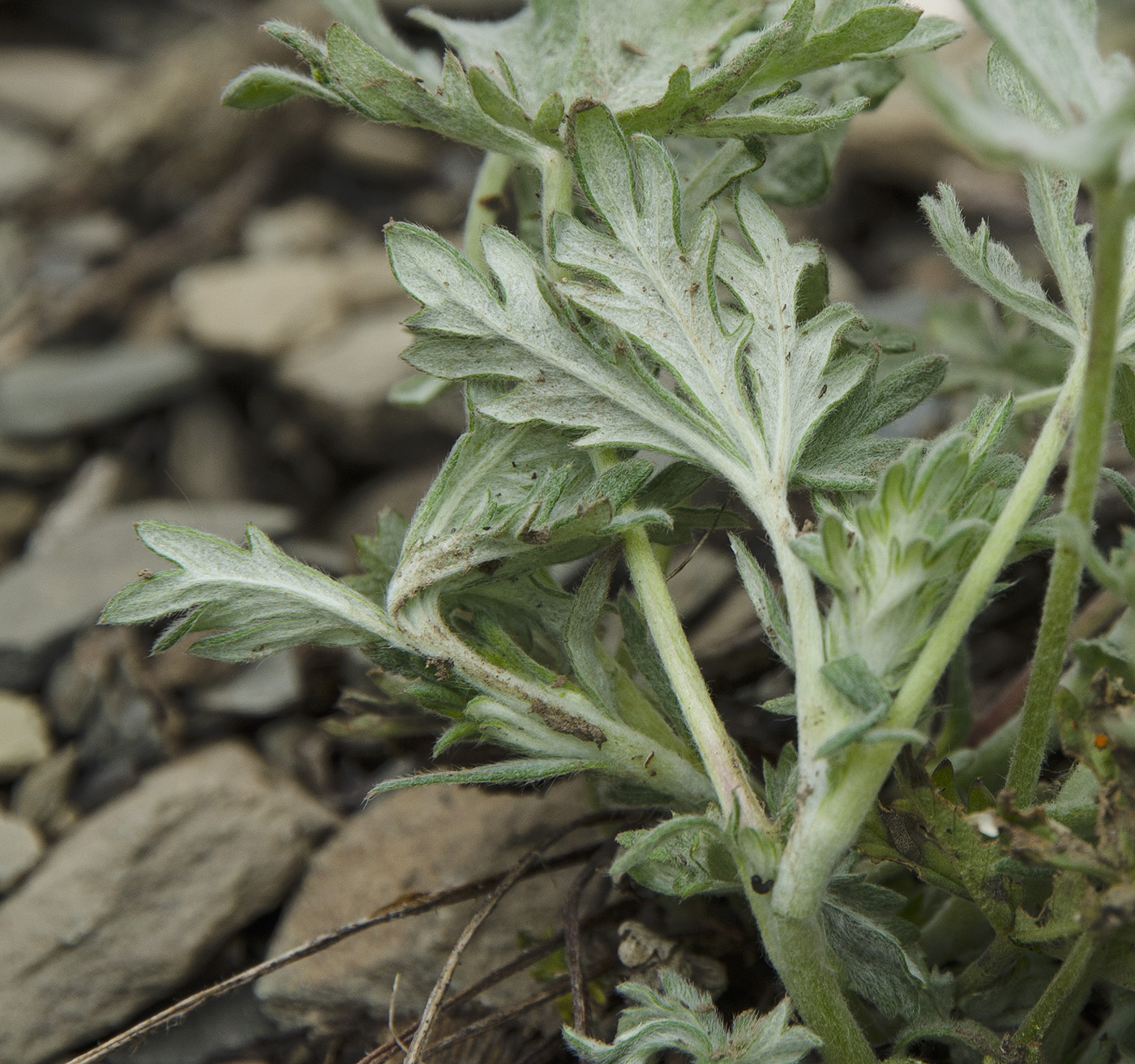 Image of genus Potentilla specimen.