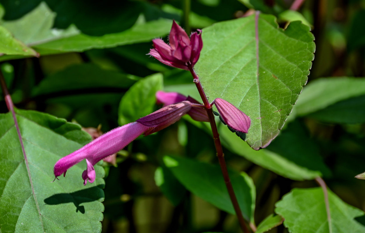 Изображение особи Salvia splendens.