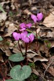 Cyclamen coum. Цветущее растение. Краснодарский край, Сочи, Хостинский р-н, национальный парк \"Тиссо-самшитовая роща\", малое кольцо. 18 февраля 2026 г.