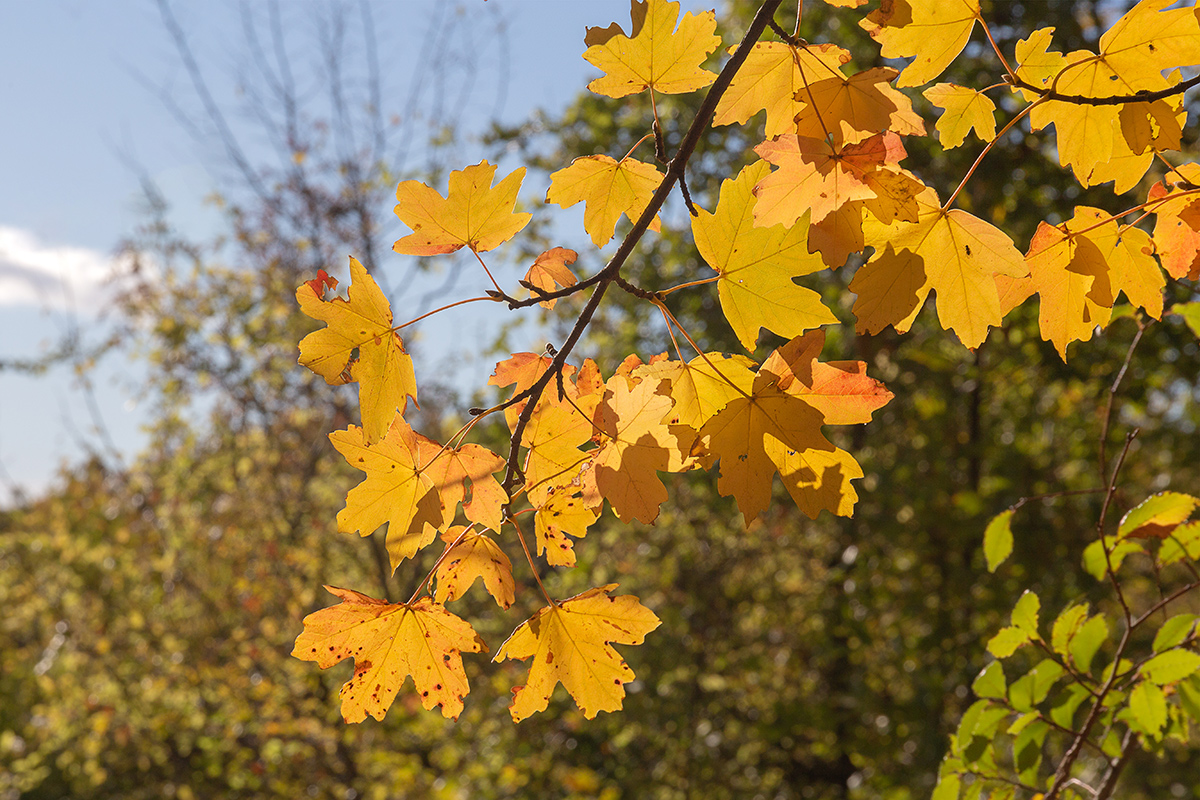 Изображение особи род Acer.