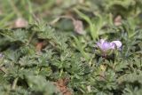 Erodium cicutarium