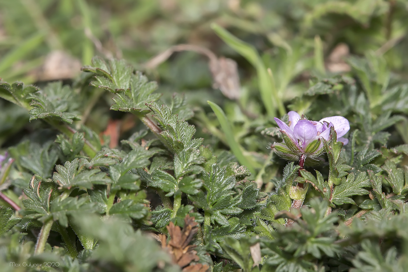 Изображение особи Erodium cicutarium.