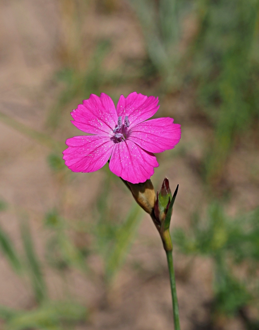 Изображение особи Dianthus borbasii.