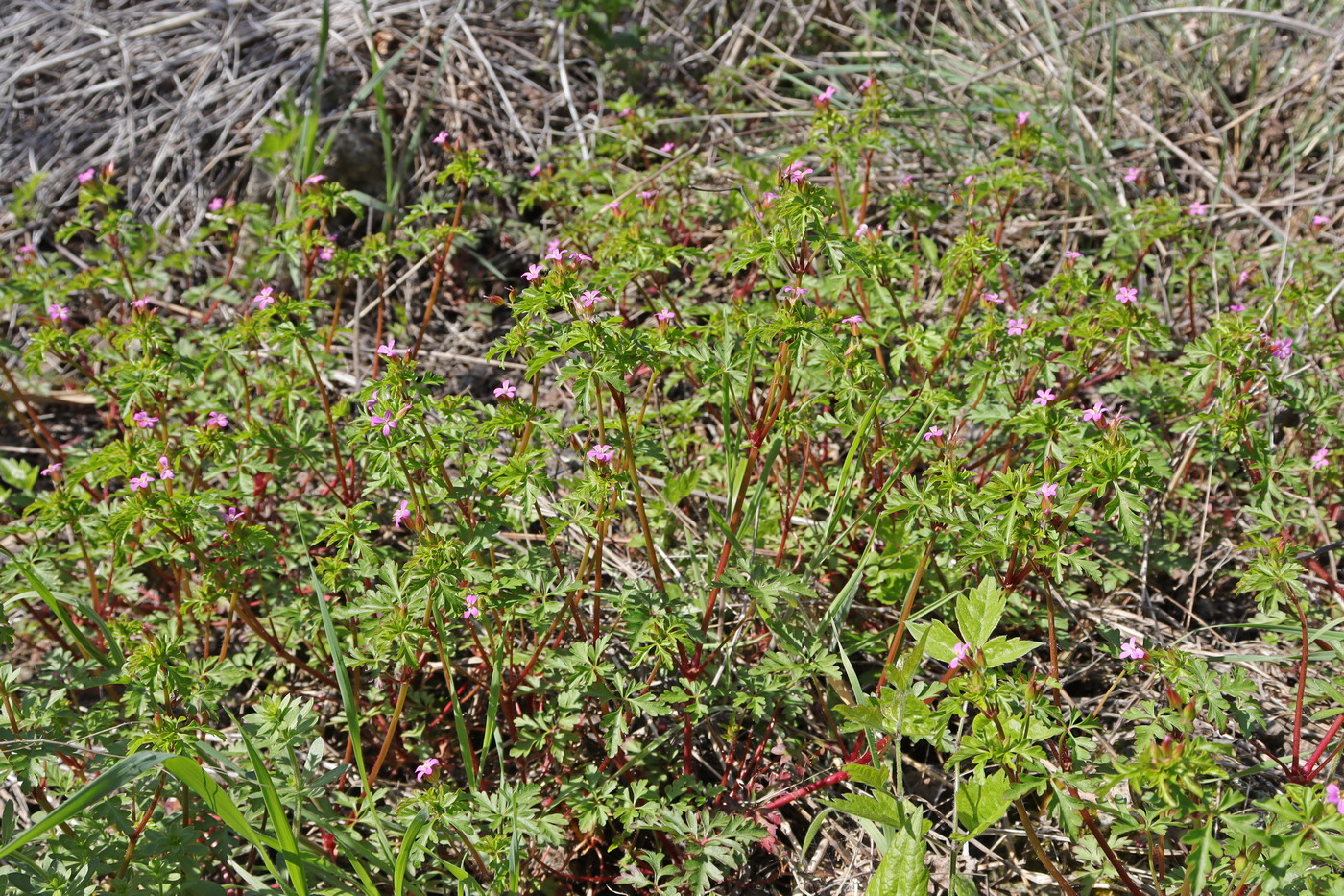 Изображение особи Geranium purpureum.