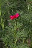 Paeonia tenuifolia. Верхушка цветущего растения. Томская обл., г. Томск, Сибирский ботанический сад Томского государственного университета, в культуре. 26.06.2025.