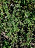 Sonchus asper