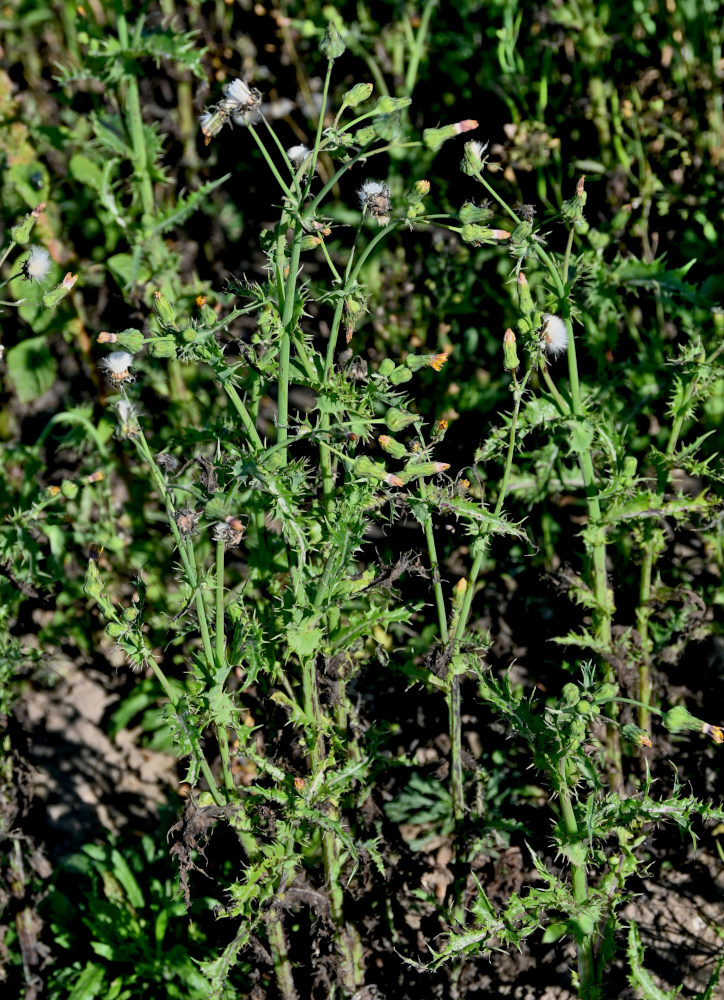 Image of Sonchus asper specimen.