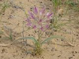 Allium caspium. Цветущее растение в сообществе с Carex. Узбекистан, Каракалпакстан, Кйзкеткен, равнина. 30 апреля 2026 г.