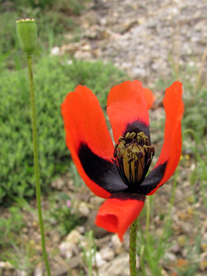 Изображение особи Papaver stevenianum.