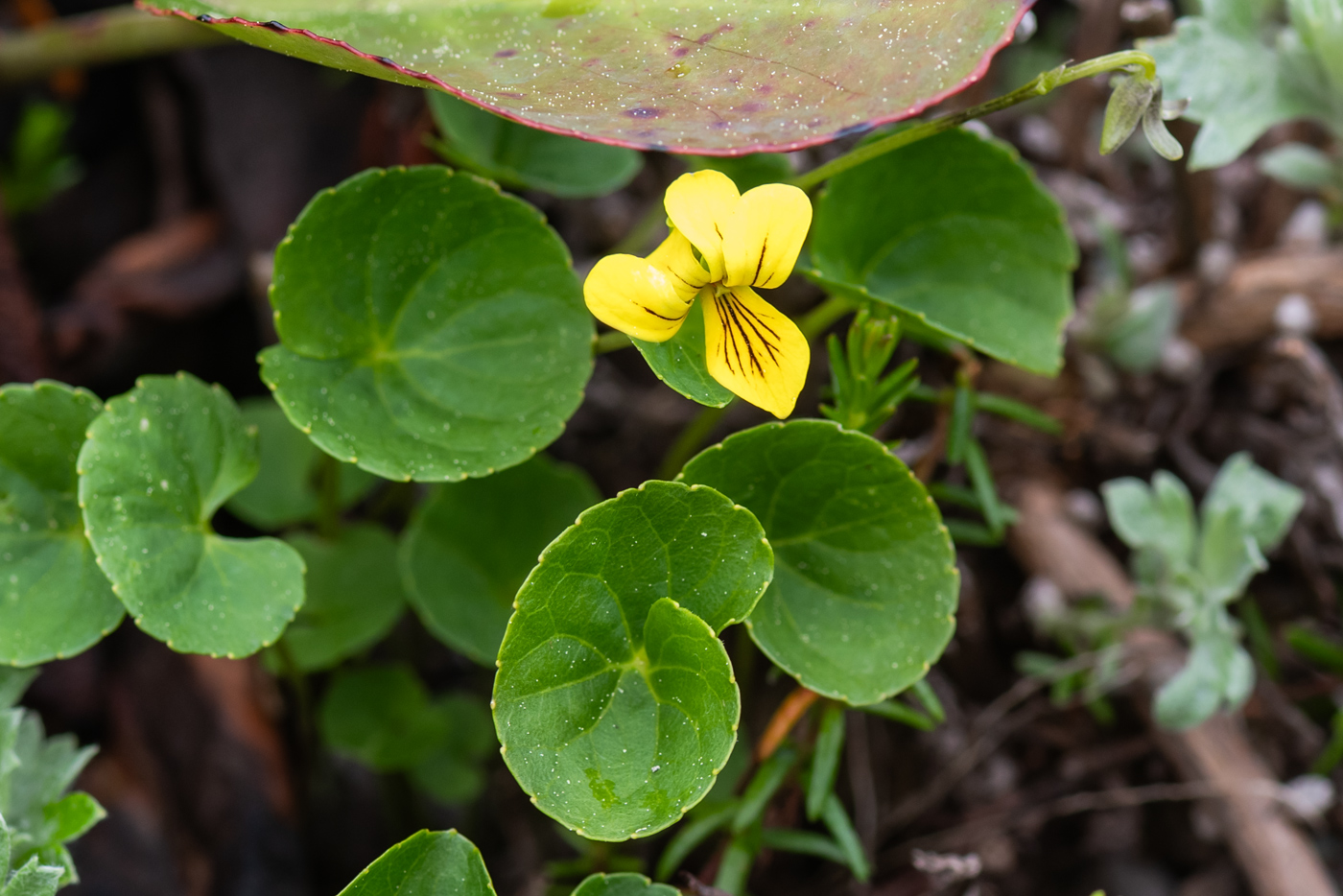 Image of Viola biflora specimen.