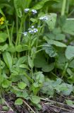 Myosotis sylvatica