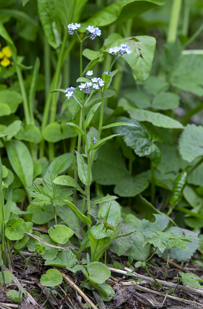 Image of Myosotis sylvatica specimen.